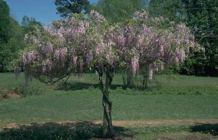 ForumEA/Q/albero wistaria.jpg